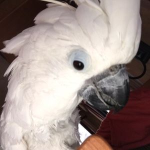 Meet your Posher, Dalles